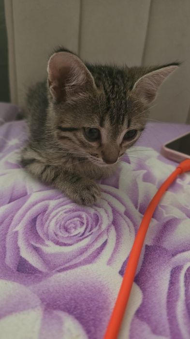 Котенок 1,5 месяца