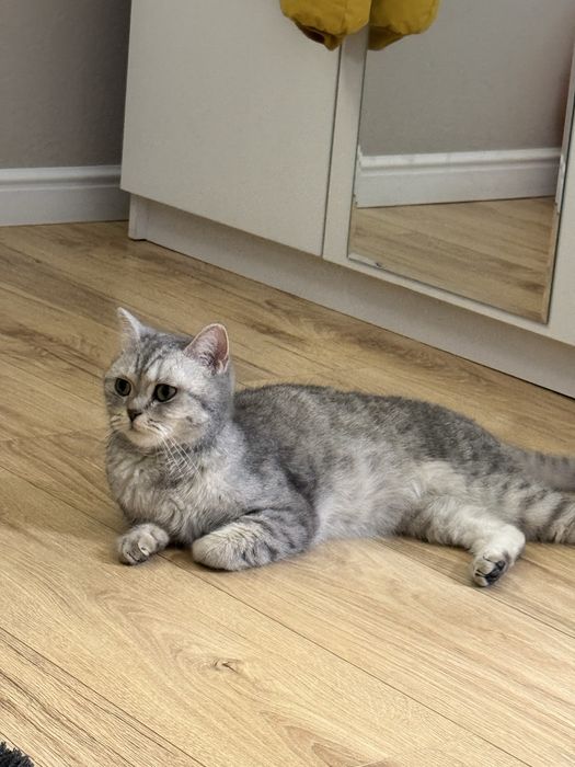 Ищем семью для британской кошки