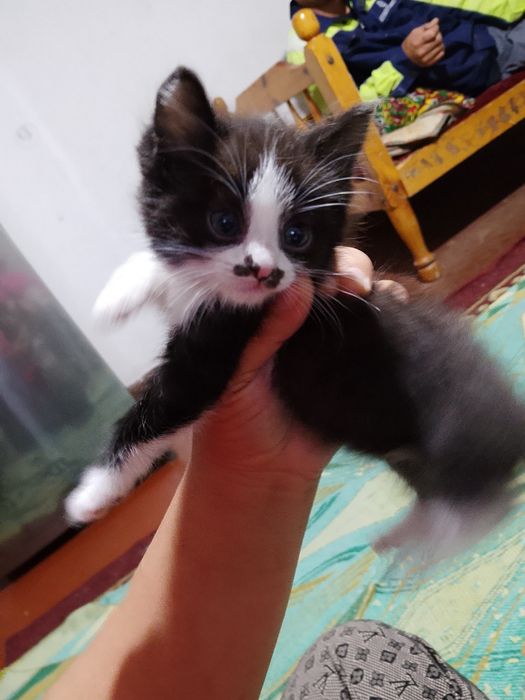 Shiringina o'yinqaroq mushukcha tekinga mexribon oylaga hadya qilama