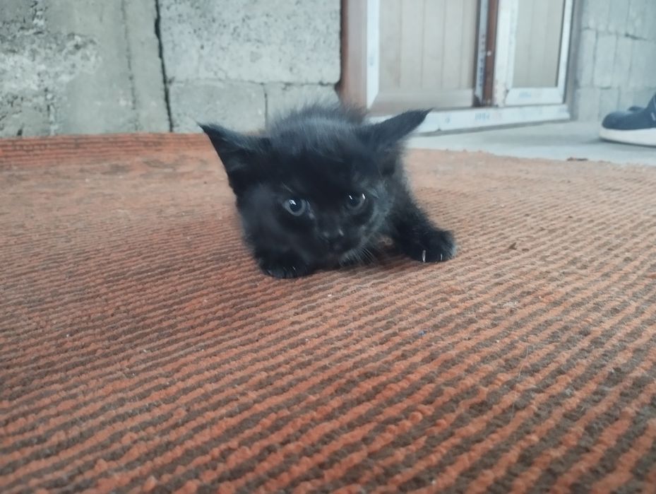 Shatlan mushuk bolalari