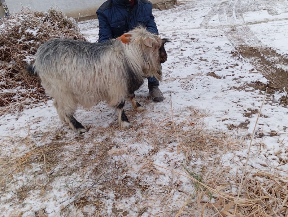 Орыс теке сатылады