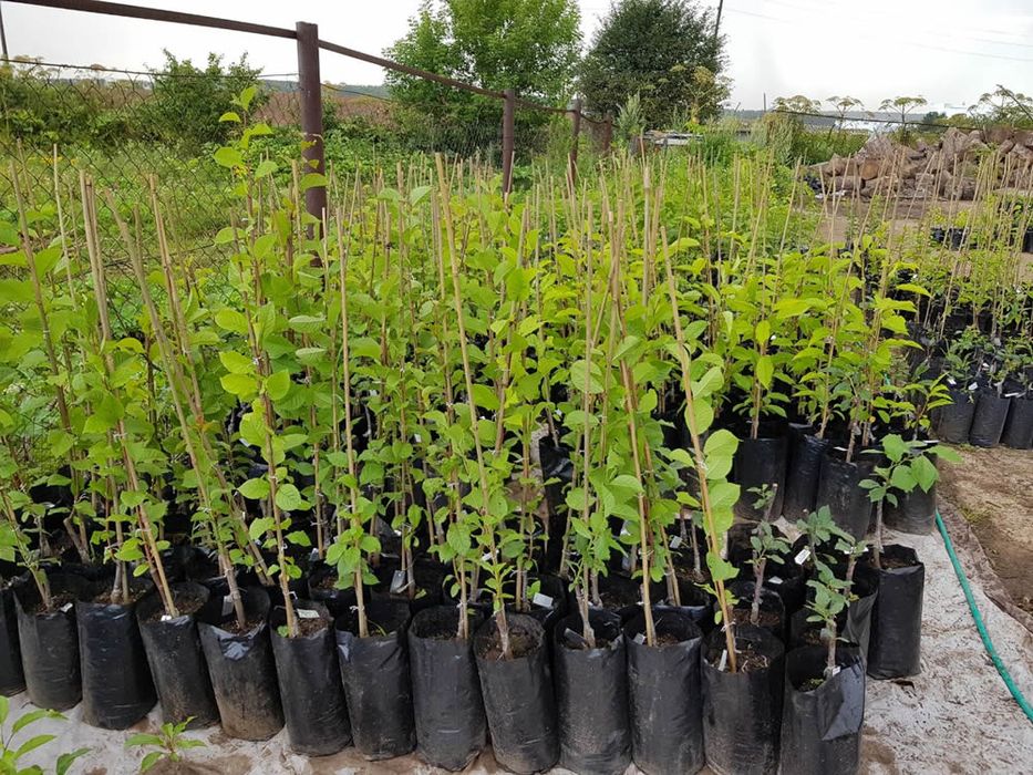 Местные саженцы Атырау