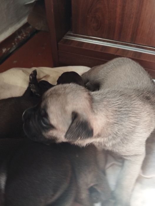 Отдам собак в добрые руки срочно