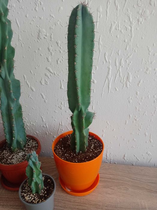 Кактуси   Cereus