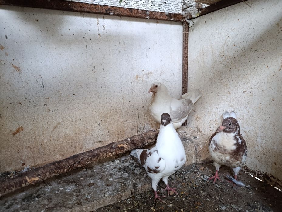 Голуби кинги 1+1 и малыш всех отдам оптом