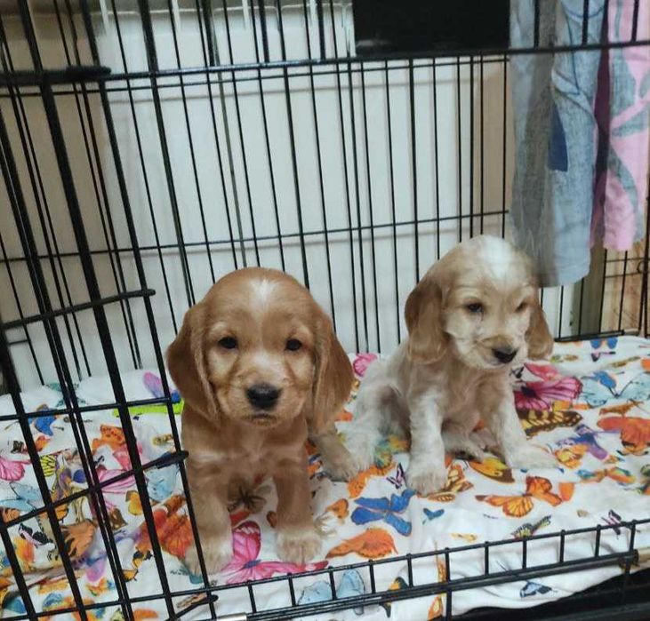 Продаются щенки английского кокера спаниеля