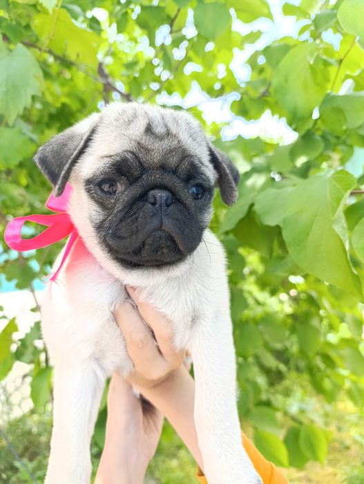 Продаётся щенок мопса (девочка)