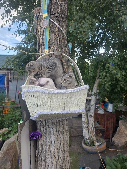Продам котята 4 месяца британские