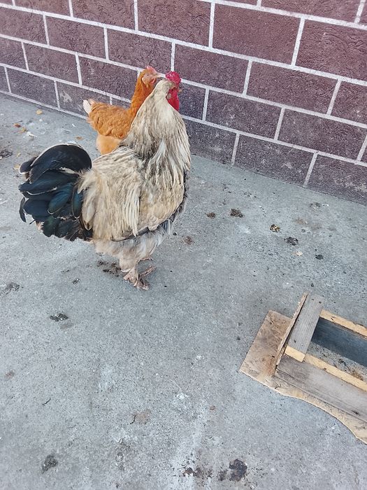 Брама кораз сатылады