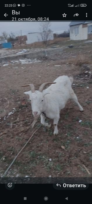 Козы альпийские и московские