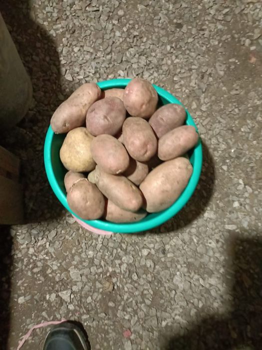 Картошка домашняя