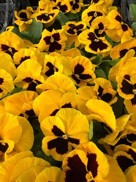 Viola. Kapalak gul F1