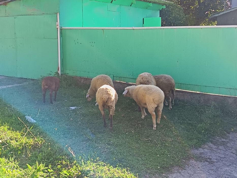 Продам баран. Звоните