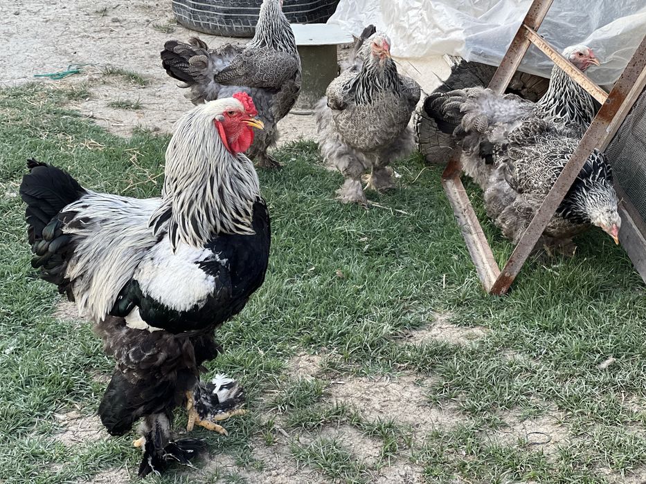 Темный брама 4+1