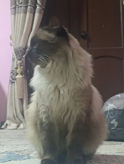 Siam mushugi juda kelishgan