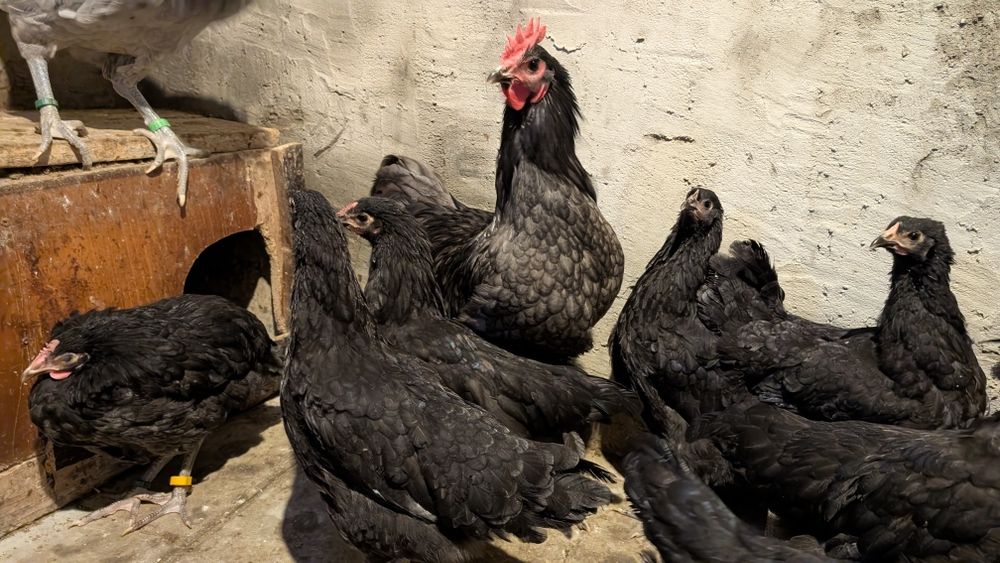 Gaini si puicute Australorp,Cocosei Marans