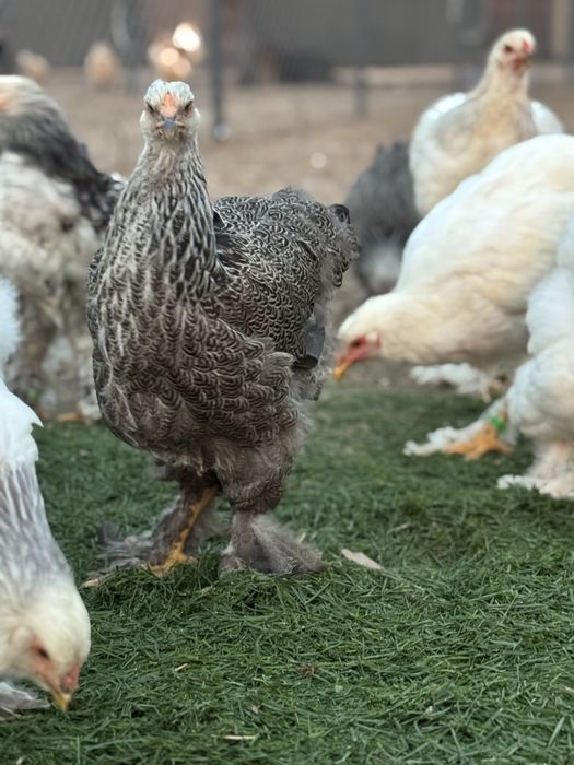 De vanzare puicute si cocosi 2025 - Brahma