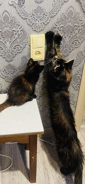 Шикарный котёнок Мейн-кун, девочка