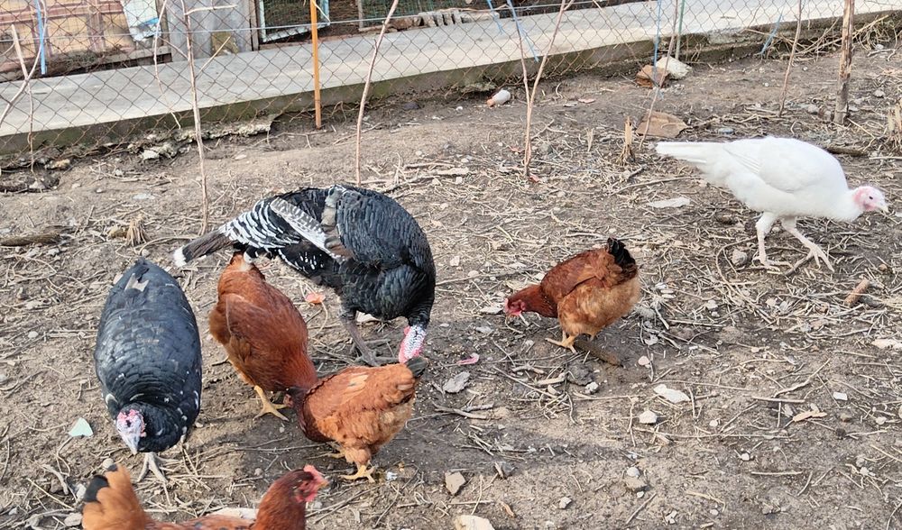 Куркалар сотилади