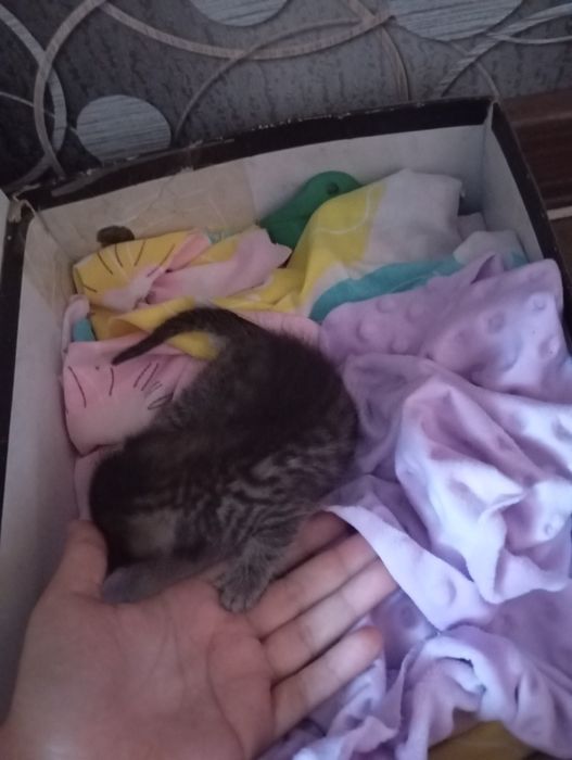 Отдам котенка в добрые руки