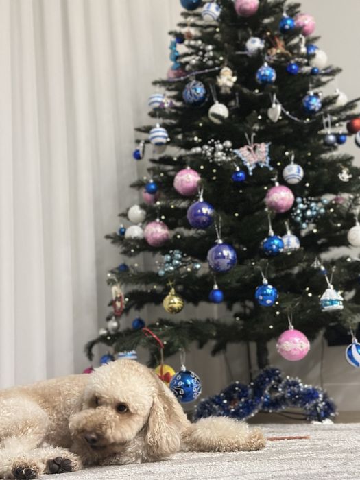 Мальтипу F1 2 года