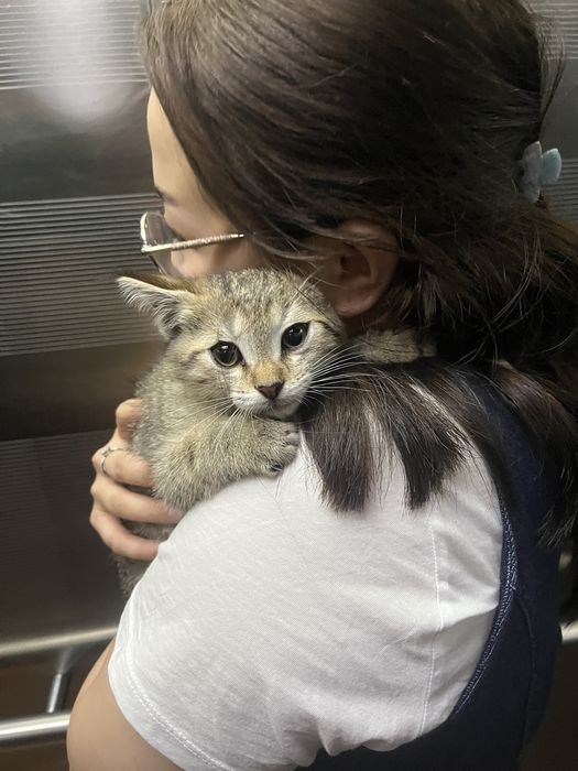 Котенок в добрые руки