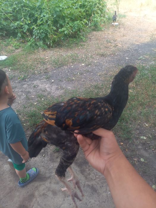 Дәкән қораз сатлат