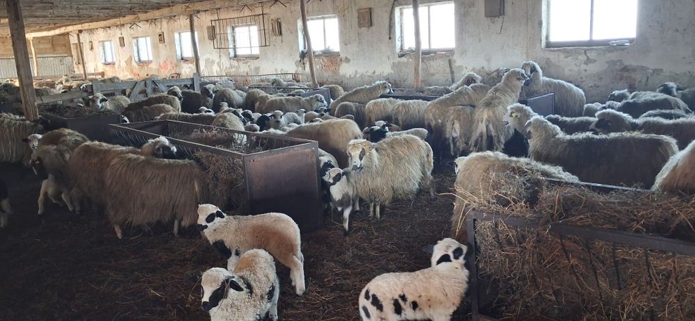 Vand oi cu miei 150buc