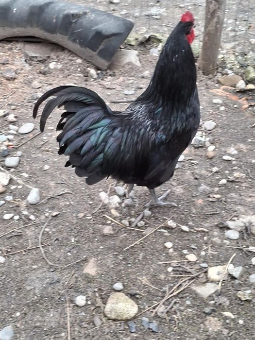 Cocos australorp