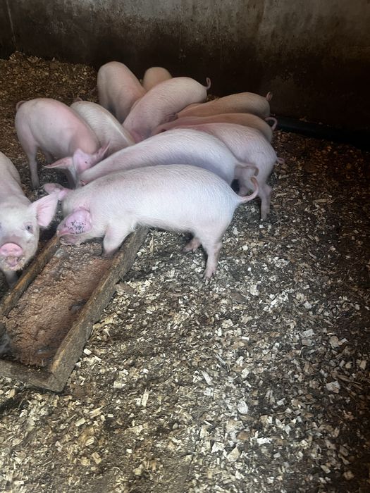 Продам поросят курей