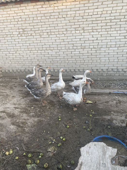 Гуси живьем серо-белые