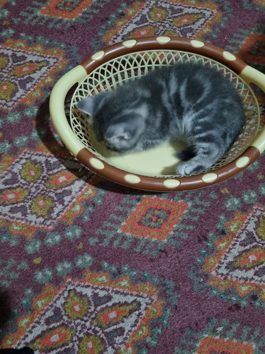 Шиншилла британская с шотланский страйтом