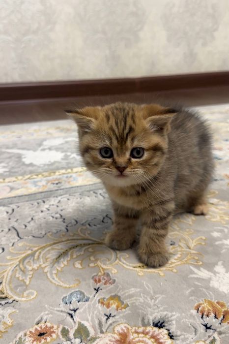 Мushukchalar sotiladi