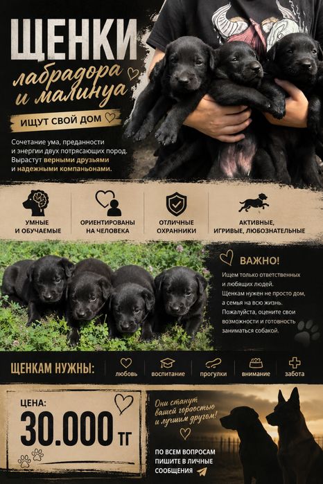 Щенки лабрадора и малинуа