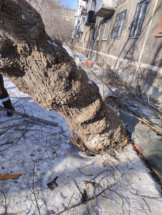 Дрова бесплатно самовывоз