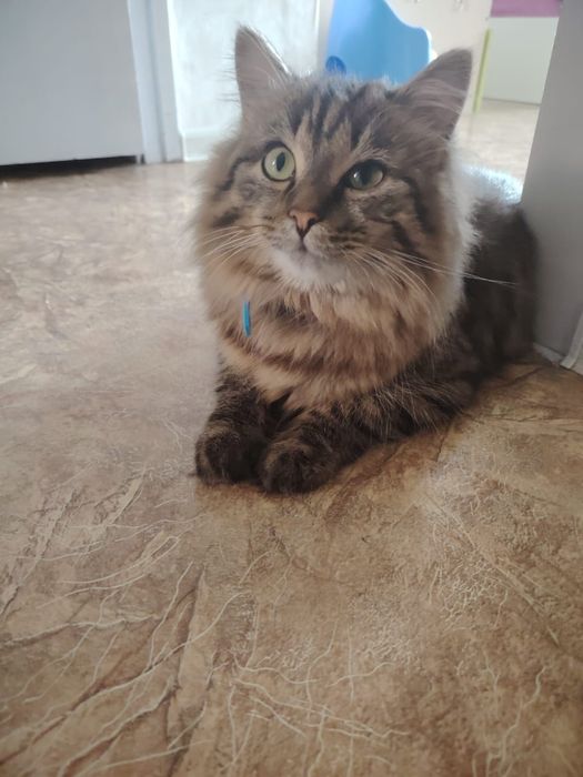 Котик пропал, ищут его