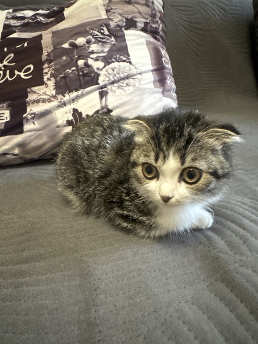 Котенок 3 месяца