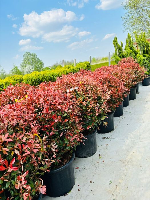 Tuia, catalpa, leylandii, peisagistică-grădină