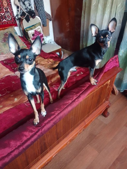 Продам семейную пару