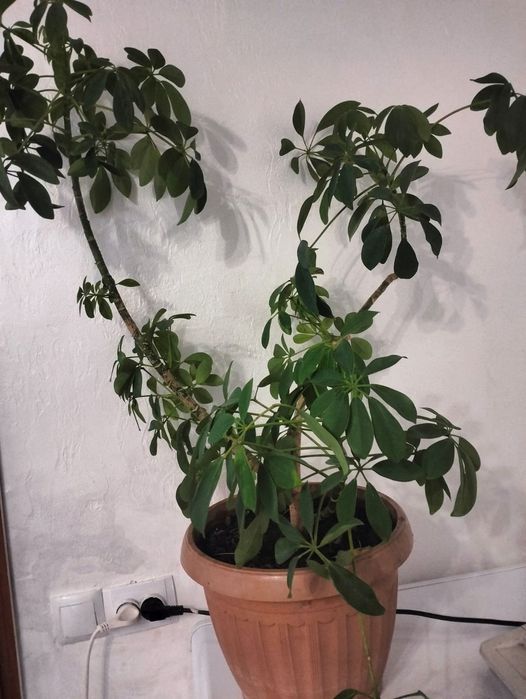 Шеффлера комнатное растение