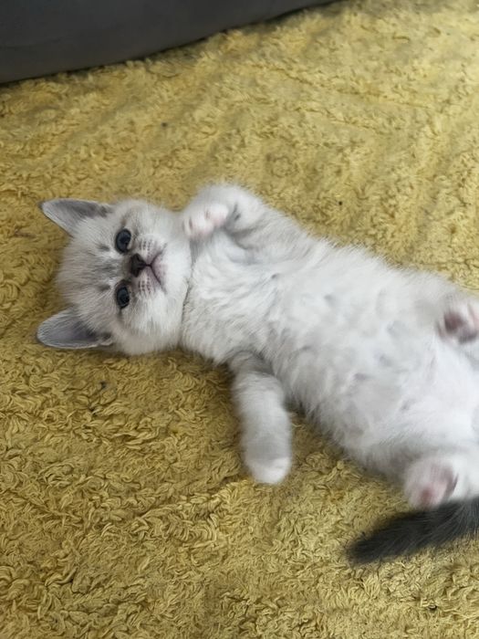 Отдам котят в добрые руки