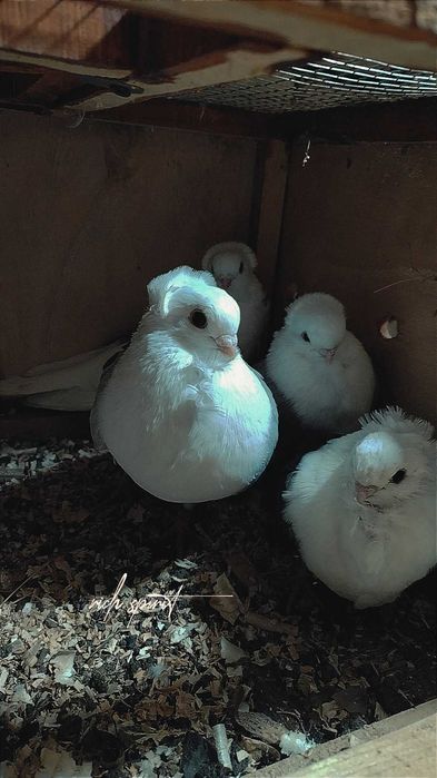 Porumbei de vânzare