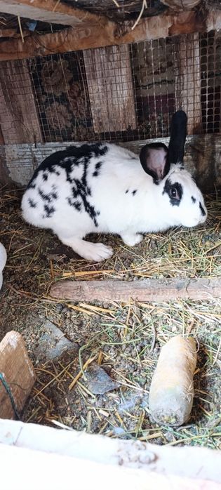 Quyon sotiladi babichka samka