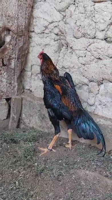 Дакан мошный зат