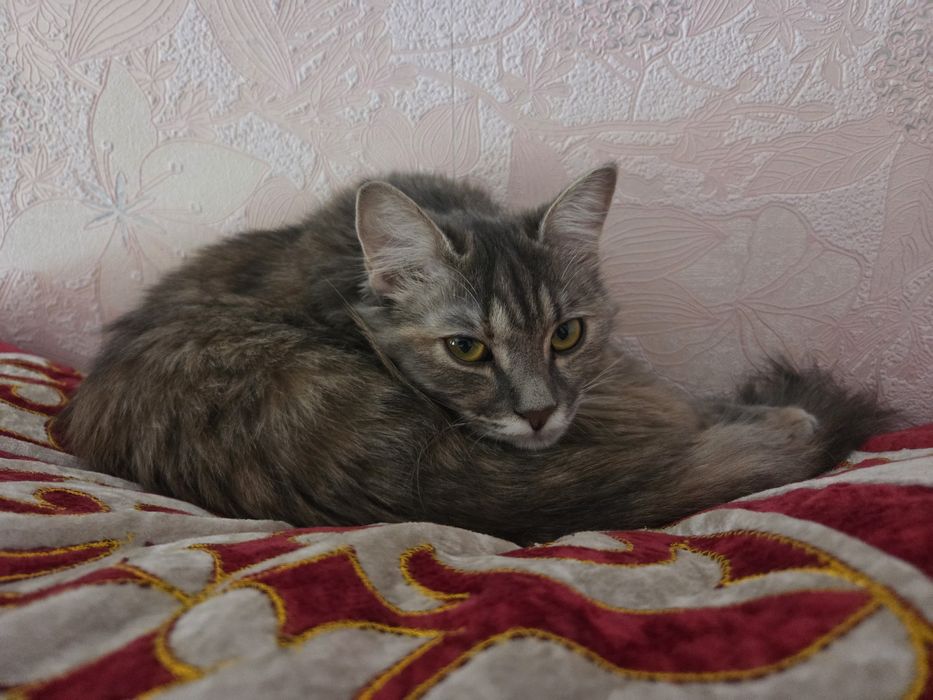 Котенок, митис сибирской, 8 мес