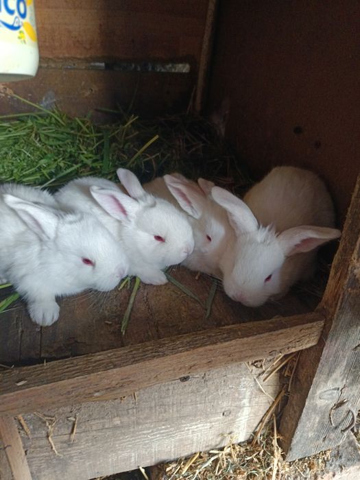 Vând iepurași albi de rasă