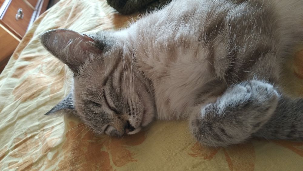 Отдам котенка даром