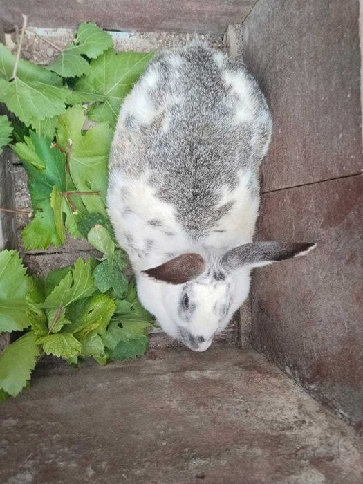 продам крольчиху
