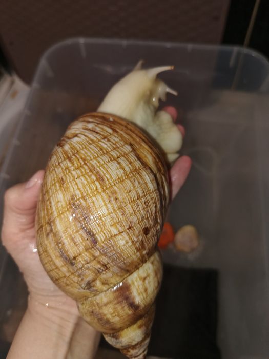 Продаются улитки сухопутные/ахатины