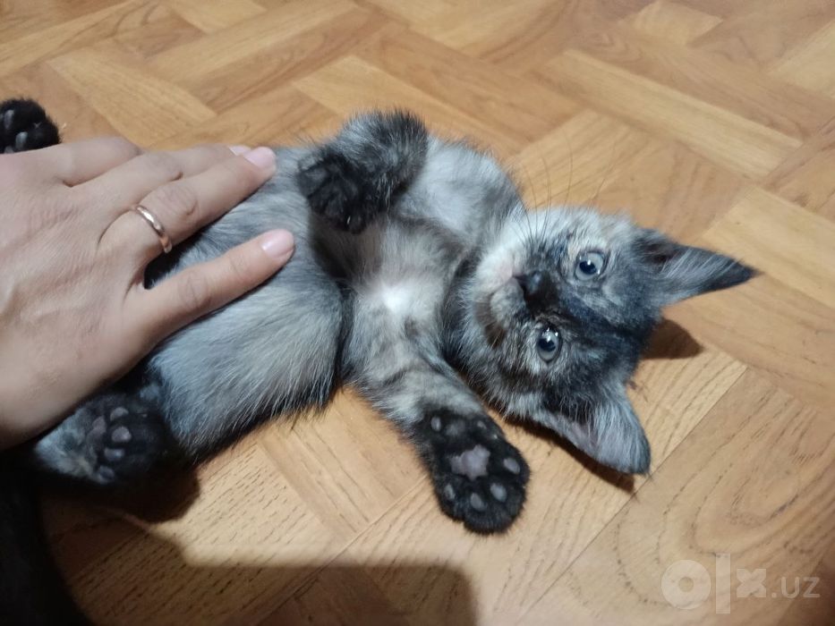 Отдам даром кошечек